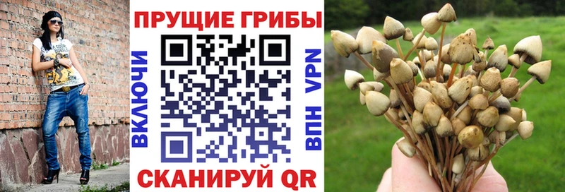наркота  Дальнереченск  Псилоцибиновые грибы Magic Shrooms 